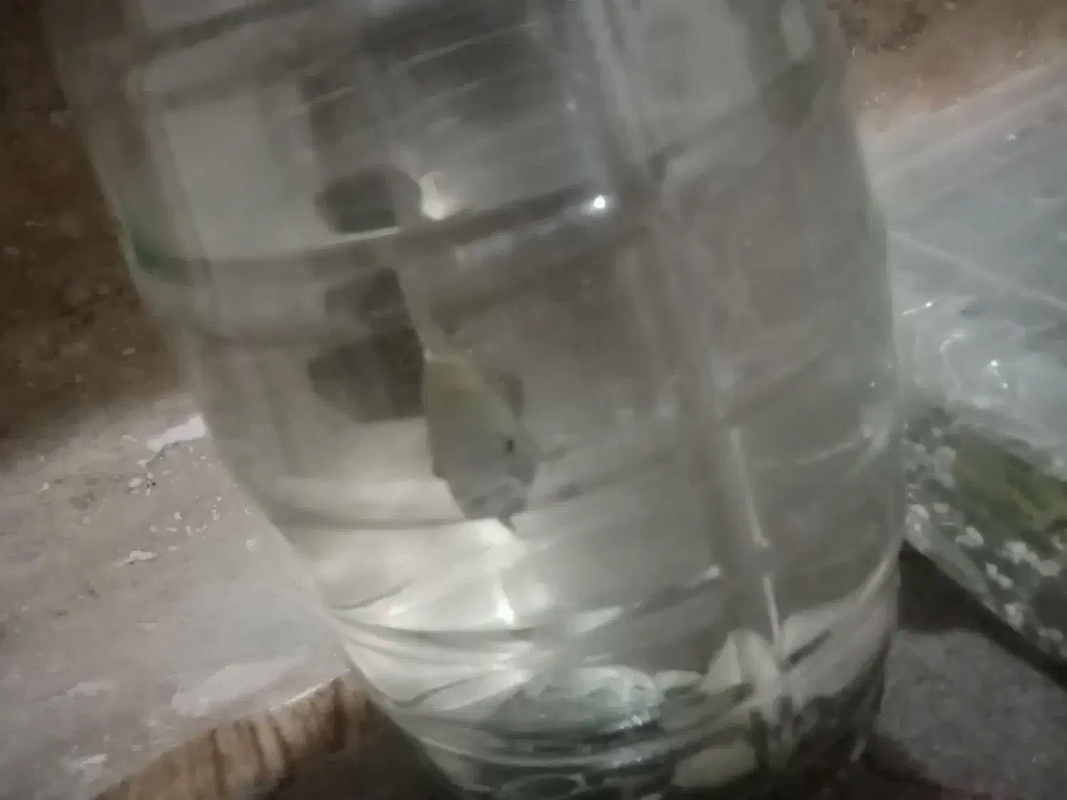 یک عدد اسکار سلطنتی|ماهی|تربت‌حیدریه, کوی شهید احمدزاده ملکی|دیوار