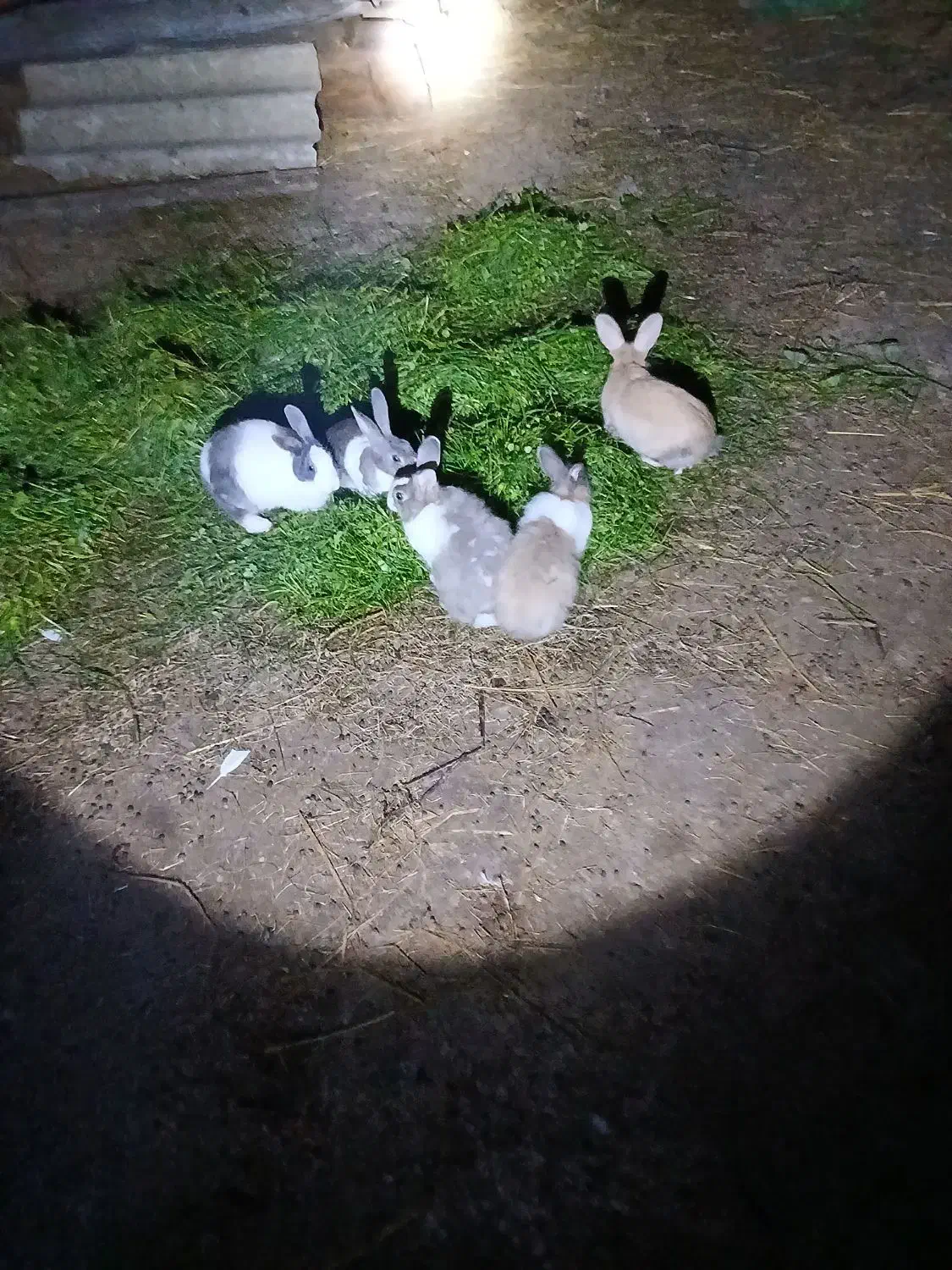 شیش عدد خرگوش بالغ|موش و خرگوش|رضوانشهر, |دیوار