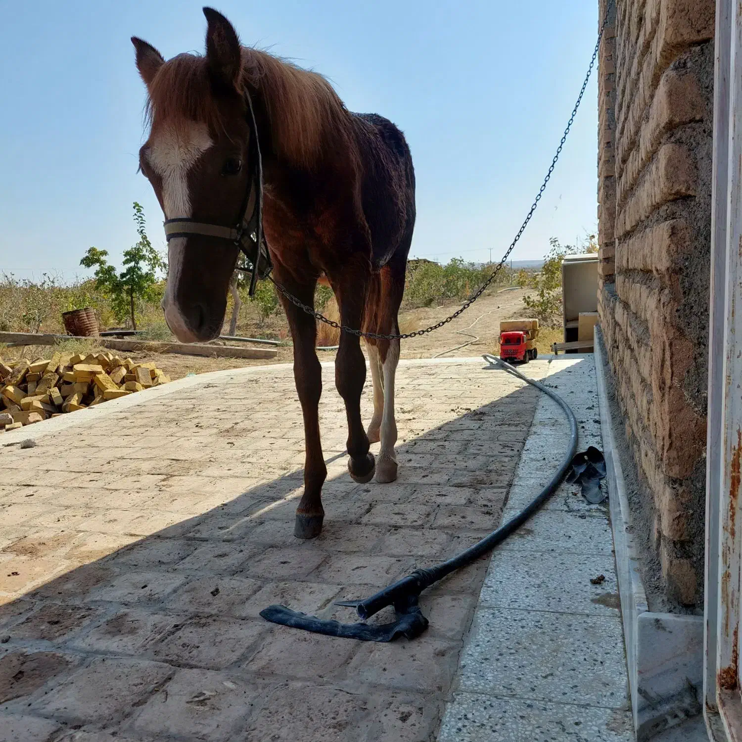 کره نریون|اسب و تجهیزات اسبسواری|تربتحیدریه, مظفریه|دیوار