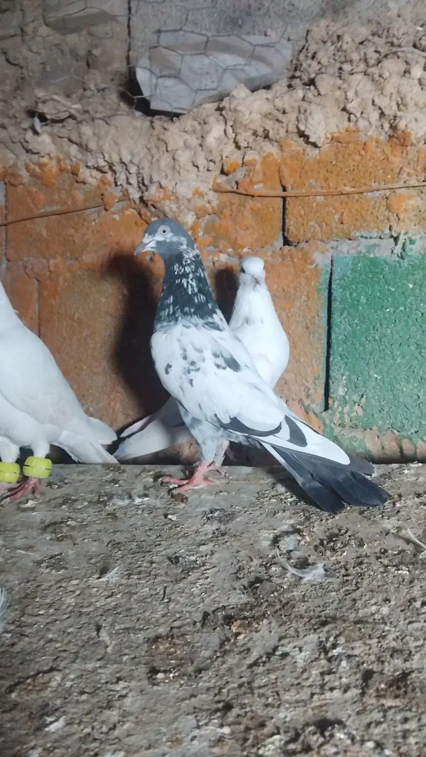 کبوتر|پرنده|ایرانشهر, |دیوار