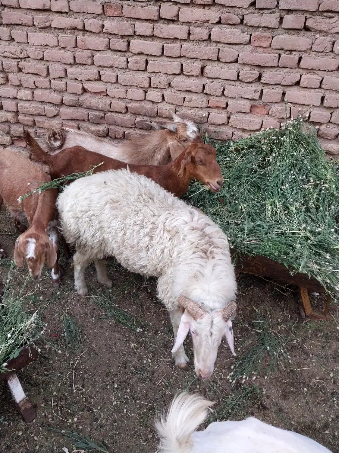 گوسفند. بره و کره|حیوانات مزرعه|کرمان, |دیوار