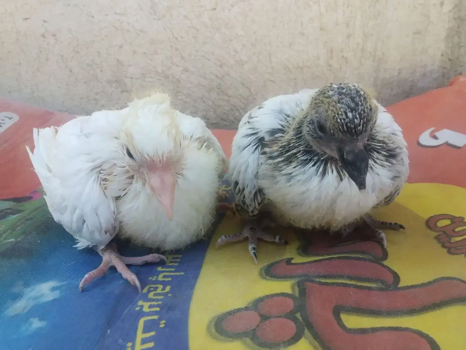 جوجه کبوتر|پرنده|مشهد, فاطمیه|دیوار