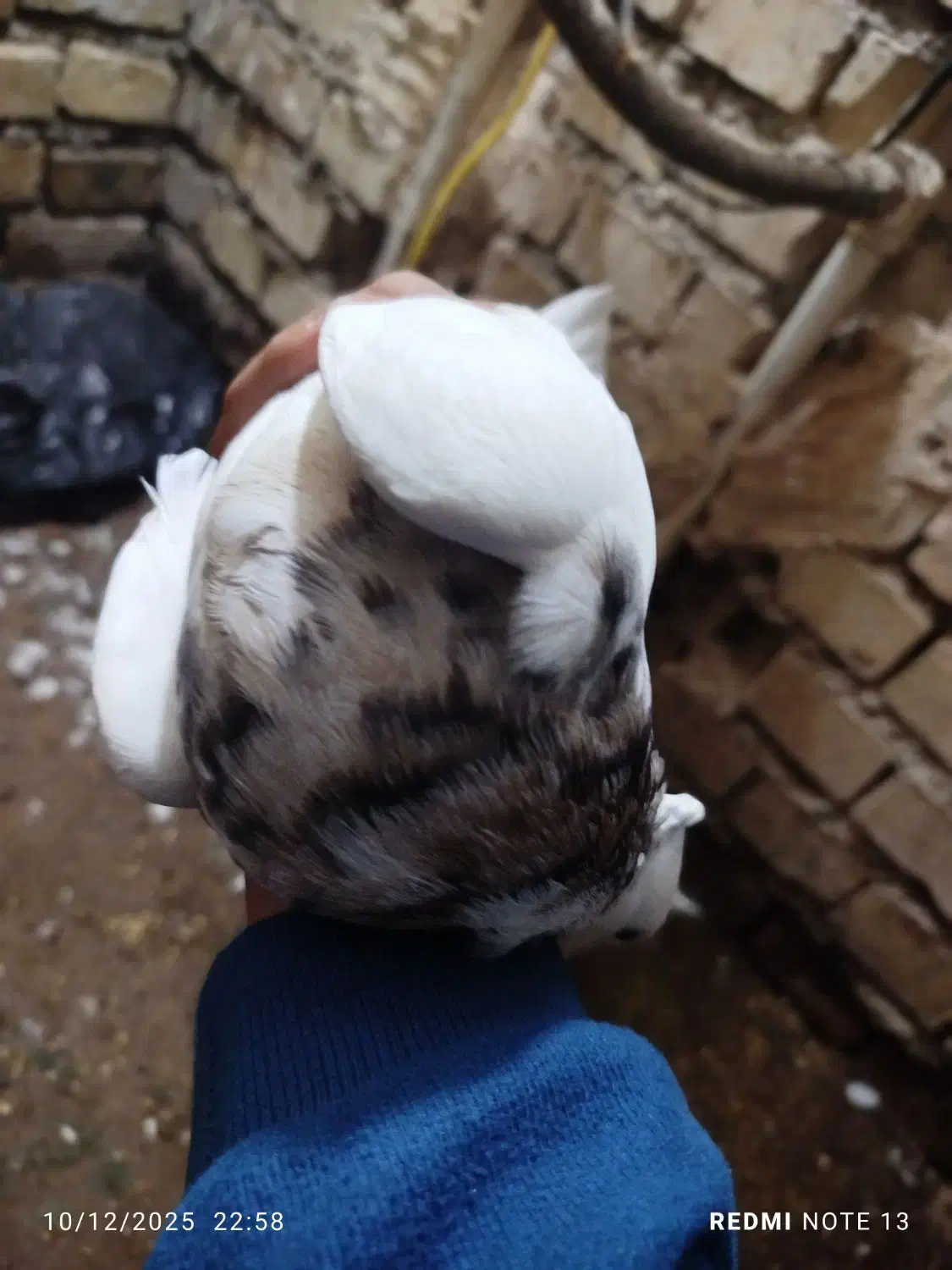 کبوتر طوقی جفت نر و ماده|پرنده|باوی, |دیوار