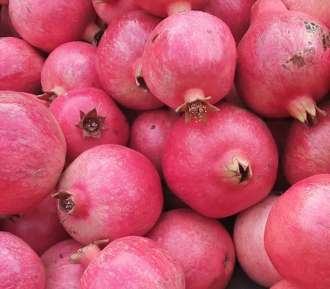 انار|حراج|کوهنانی, |دیوار
