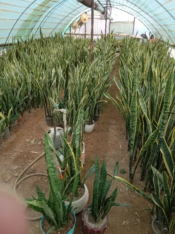 سانسوریا سرحال و شاداب مستقیم از تولید کننده|گل و گیاه طبیعی|تولم شهر, |دیوار