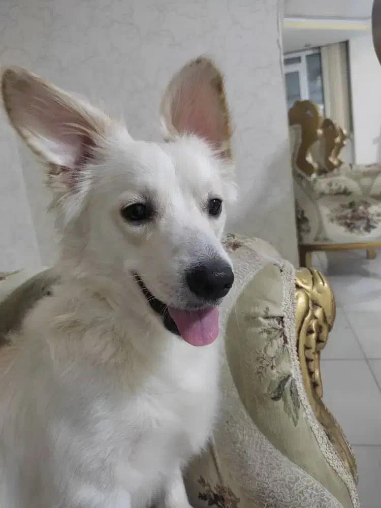 سگ گمشده|سگ|شیراز, شهرک سراج‎|دیوار