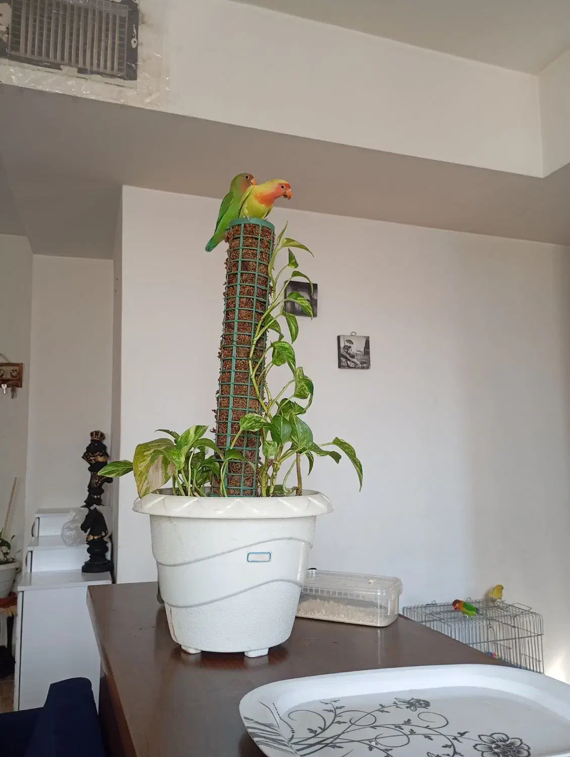 طوطی بریزیلی|پرنده|کهریزک, |دیوار