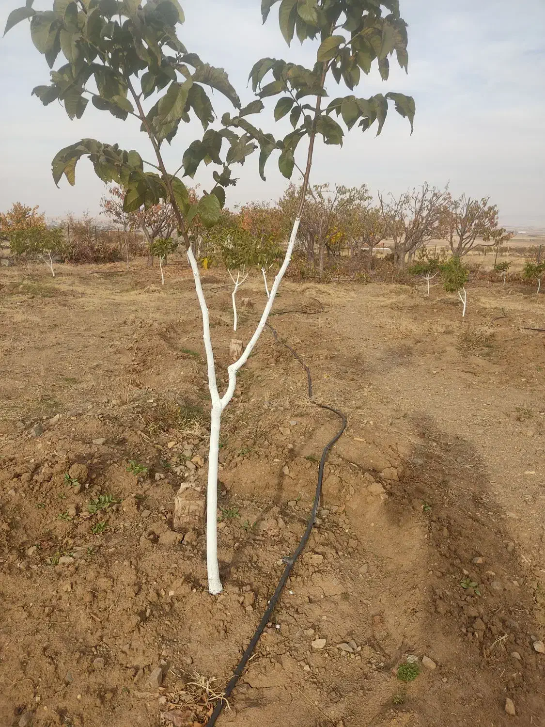 هرس باغات|خدمات باغبانی و درختکاری|دهگلان, |دیوار