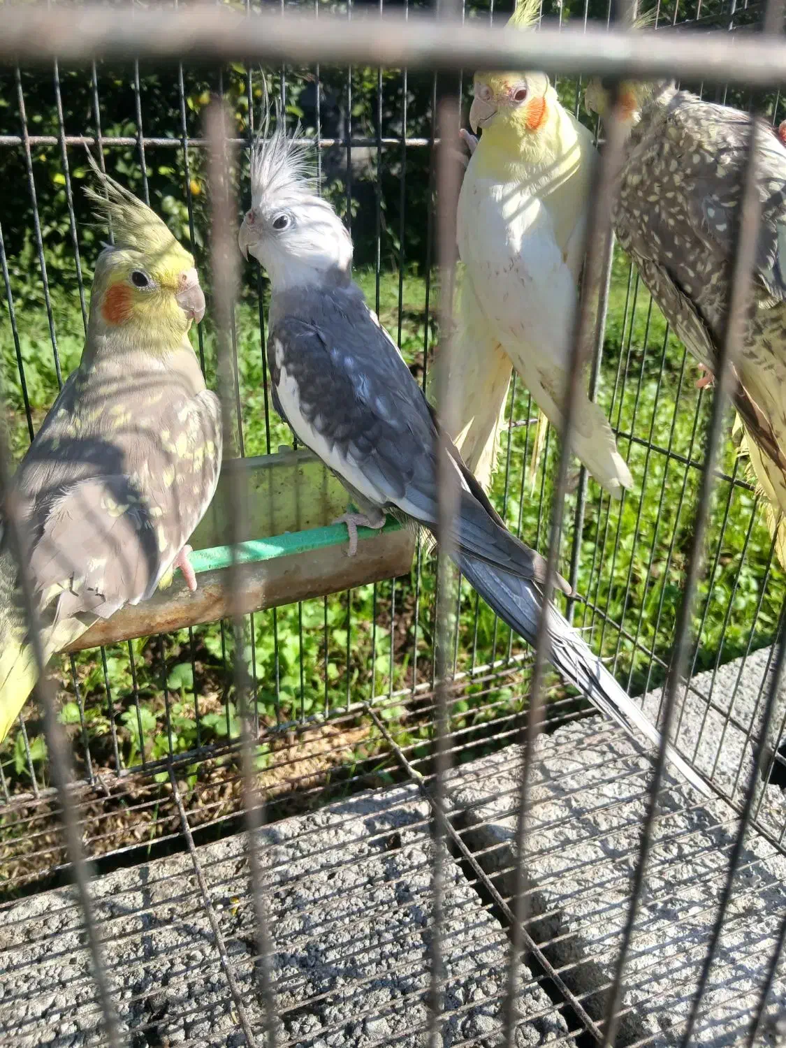 عروس هلندی(رشت،روسر کلاچای)|پرنده|رحیم‌آباد, |دیوار