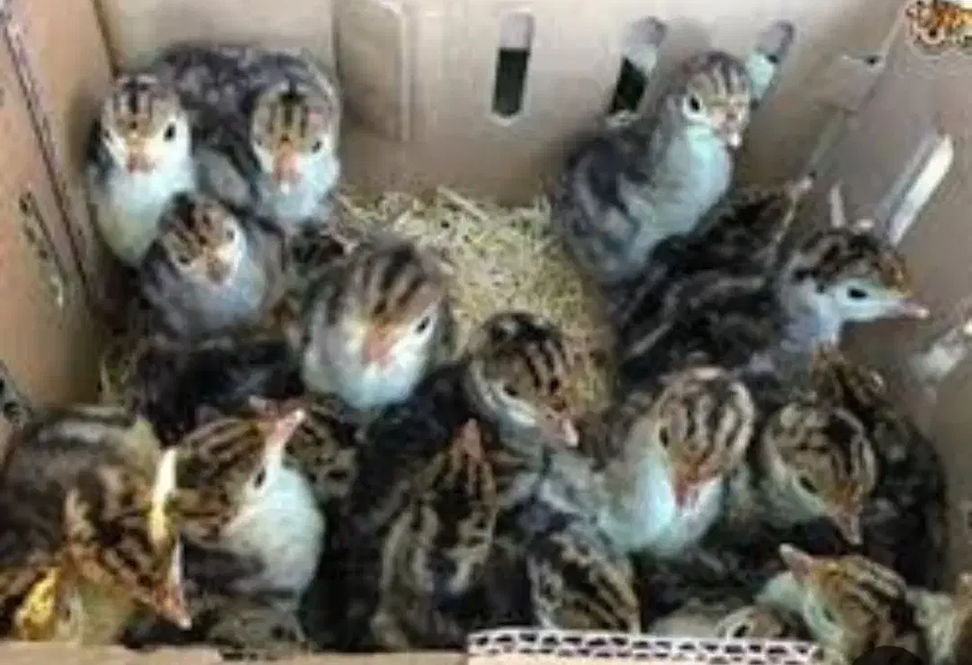 جوجه بوقلمون برنز یک روزه|حیوانات مزرعه|بابل, |دیوار