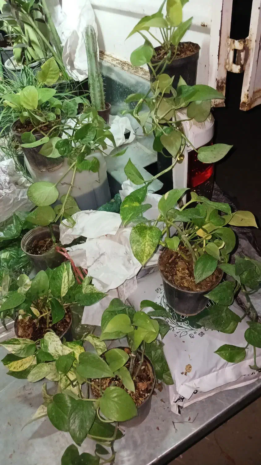 پتوس نشایی ریشه پر|گل و گیاه طبیعی|قم, چهل درخت‎|دیوار