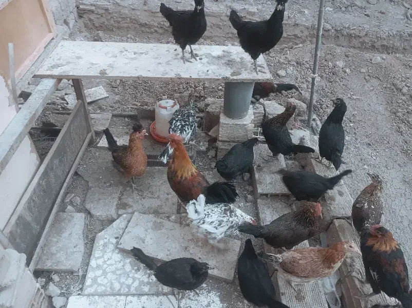 تخم نطفه دار لری و گلین|حیوانات مزرعه|خمینی‌شهر, |دیوار