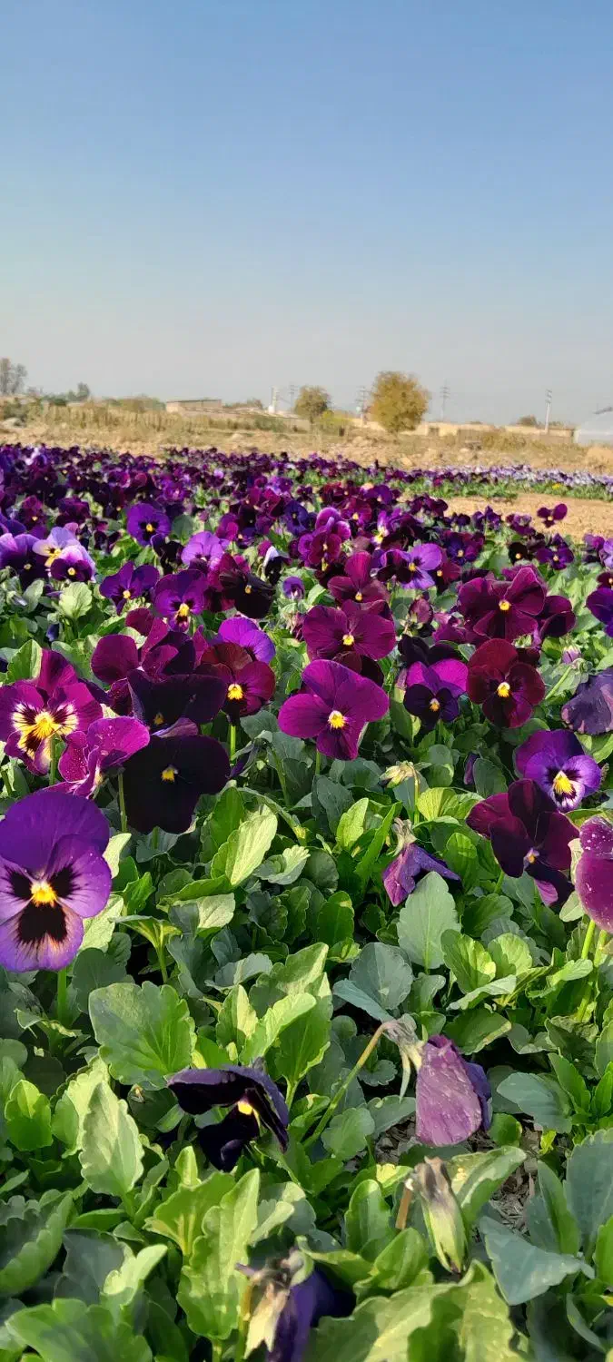 فروش عمده گل های فصلی ( بنفشه/ همیشه بهار/ قلم فور|خدمات باغبانی و درختکاری|پاکدشت, پاکدشت (مامازند)|دیوار