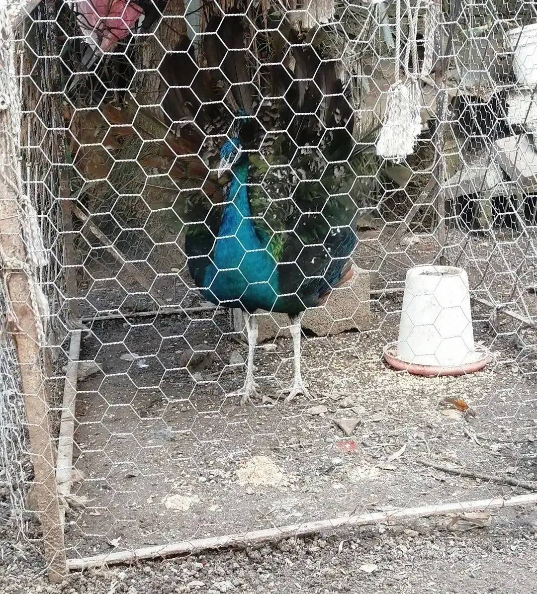 فروش طاووس نر|حیوانات مزرعه|نوشهر, |دیوار