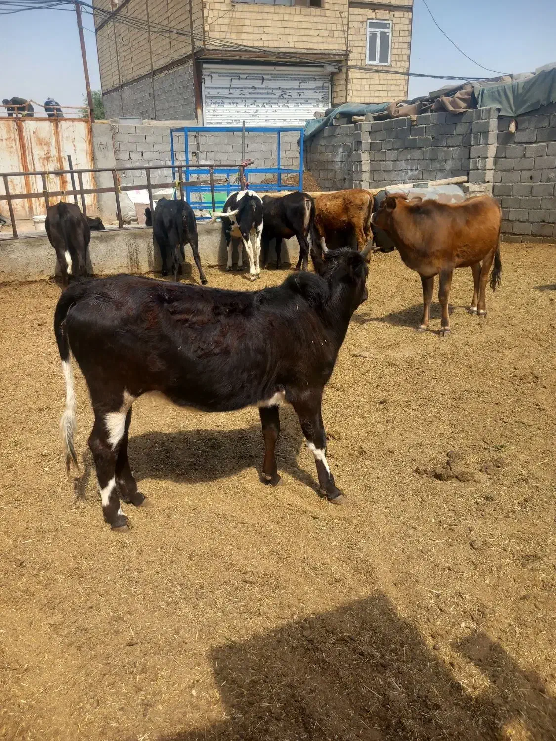 گوساله ماده محلی چاق|حیوانات مزرعه|شهریار, شهرک امیریه|دیوار