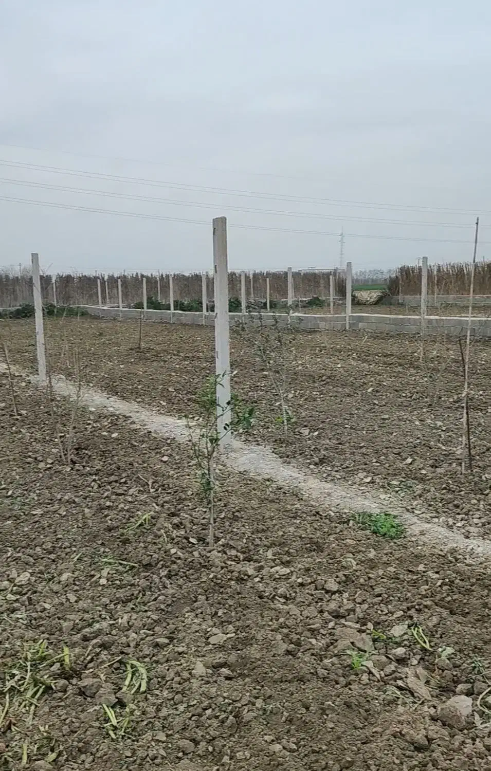 زمین باغی چسبیده به گنبد با مجوز فنس کشی شده|فروش دفتر صنعتی، کشاورزی، تجاری|گنبد کاووس, |دیوار