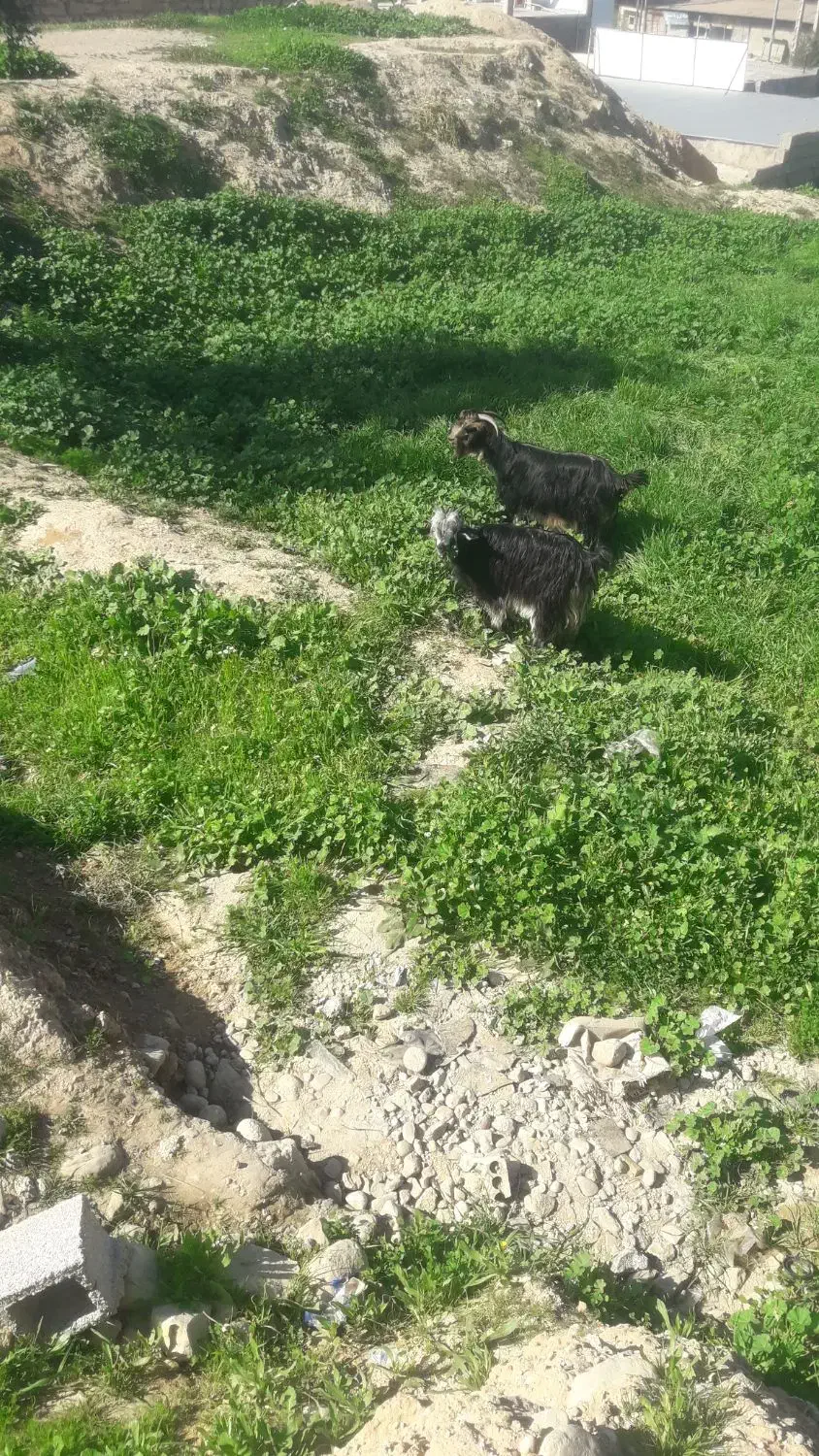 بز.تیشتر|حیوانات مزرعه|مسجد سلیمان, |دیوار