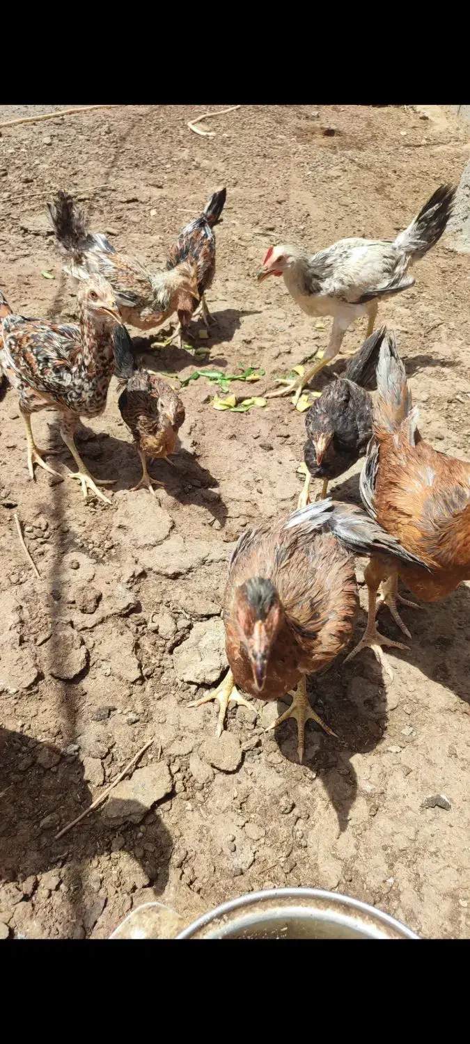 خروس مرغ و جوجه شوربایی|حیوانات مزرعه|جزنیک, |دیوار