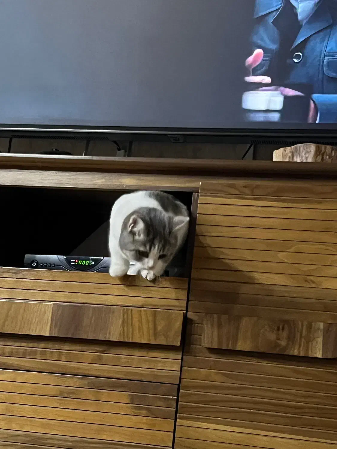 گربه بریتیش|گربه|کرمان, |دیوار