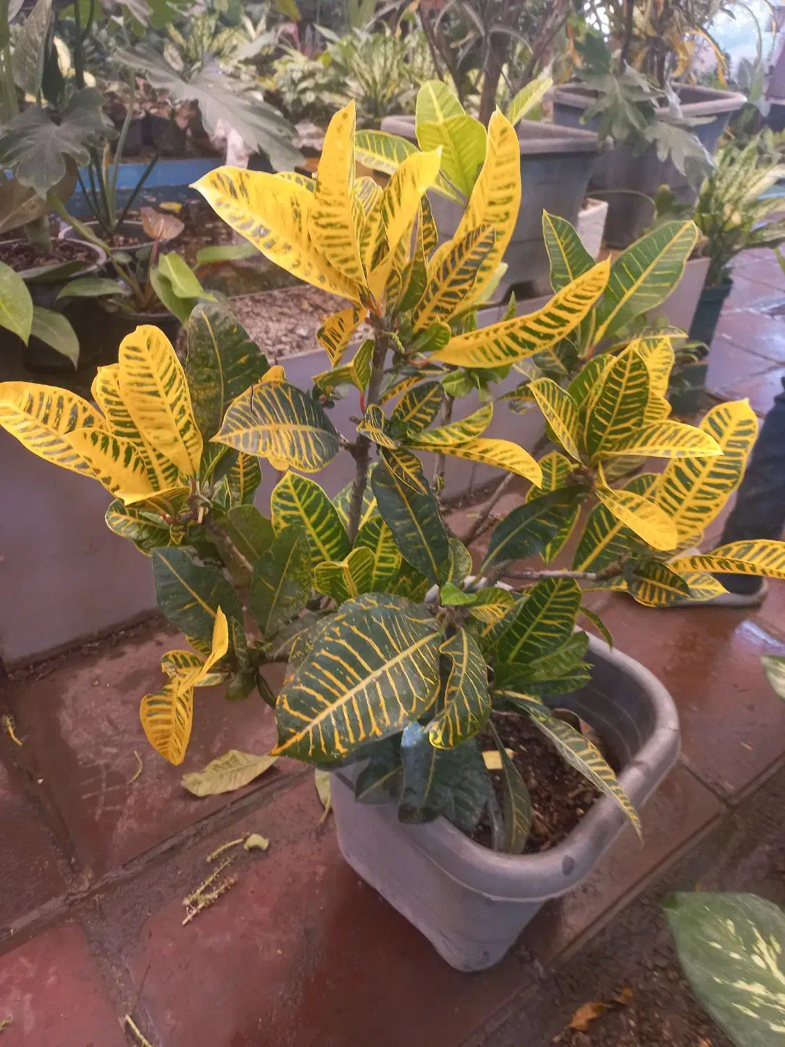 تک واحدی/دوبر/سندتک برگ /دوخوابه|فروش آپارتمان|قم, تعویض پلاک|دیوار