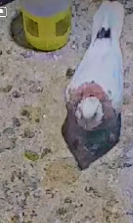 کبوترگمشده|حیوانات|اقبالیه, |دیوار