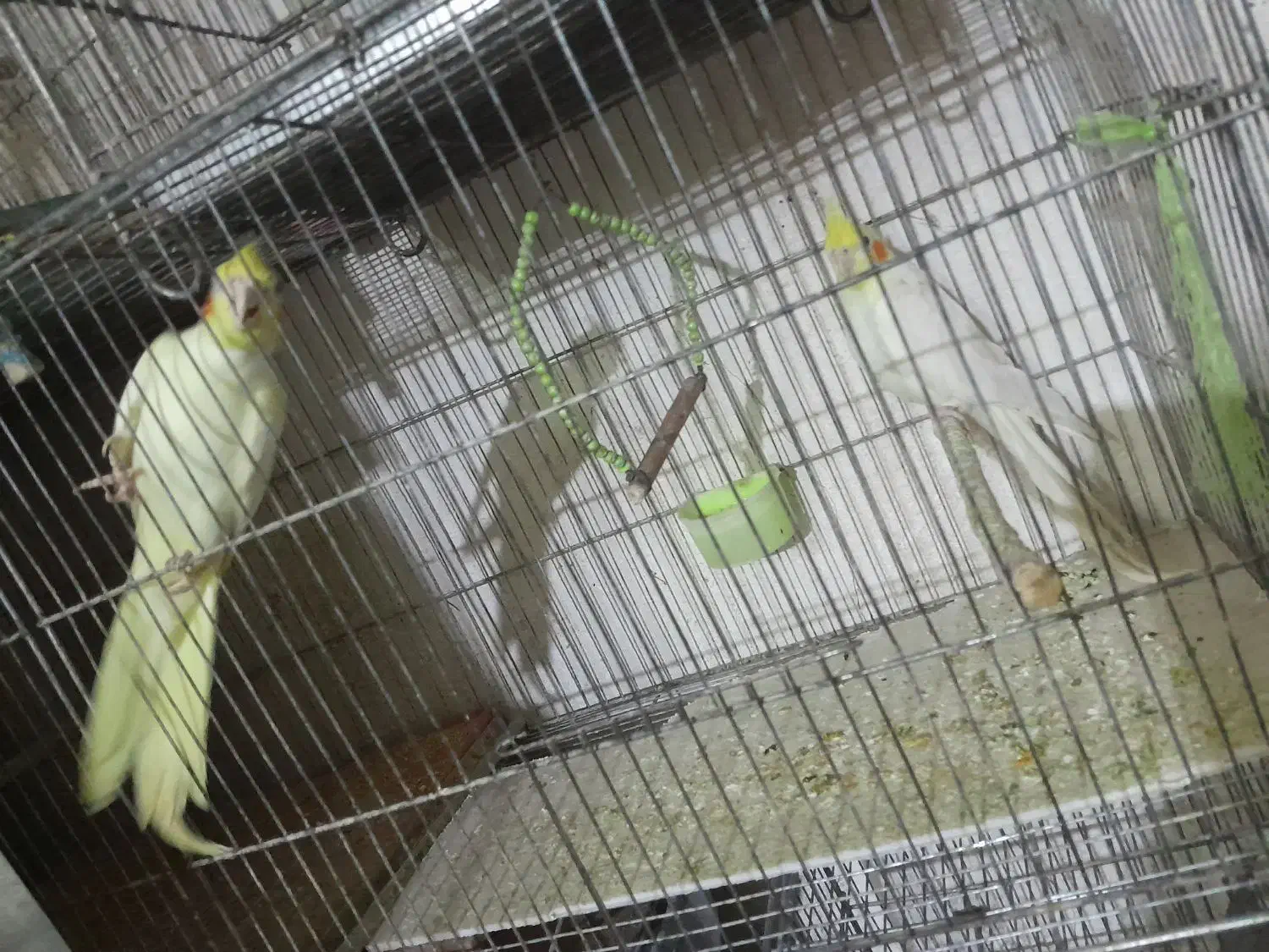 عروس هلندی|پرنده|سبزوار, شهرک ابوذر|دیوار