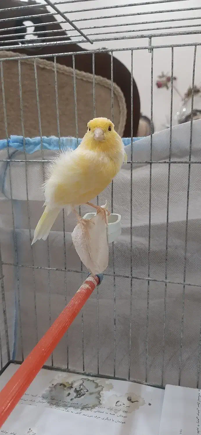 فروش قناری نر|پرنده|رشت, حسین آباد|دیوار
