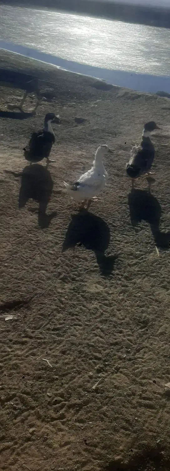 اردک|حیوانات مزرعه|سبزوار, جوادیه شرقی|دیوار