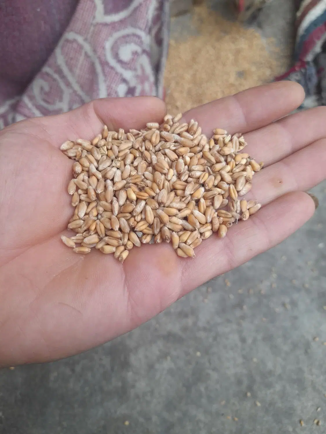 گندم|لوازم جانبی حیوانات|گرگان, |دیوار