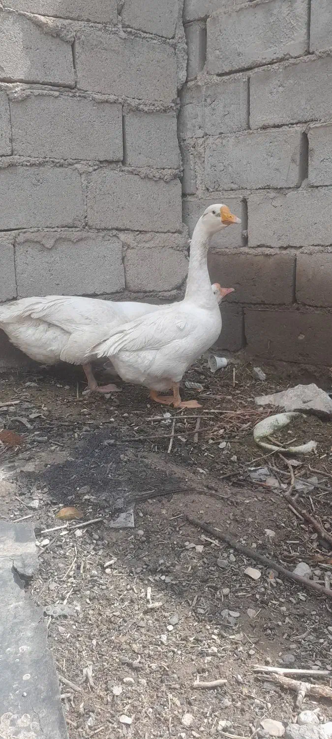 غاز|حیوانات مزرعه|میاندوآب, |دیوار