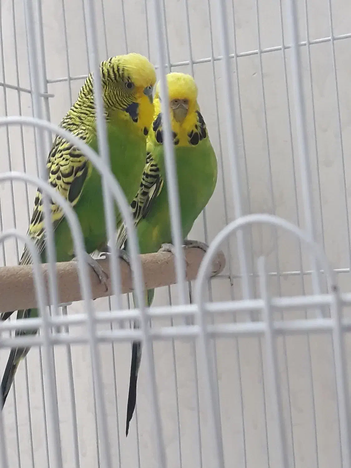 مرغ عشق انگلیسی|پرنده|تهران, راه آهن|دیوار