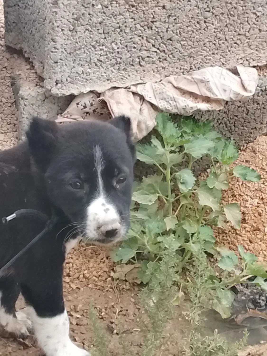 واگذاری|سگ|ریگ, |دیوار