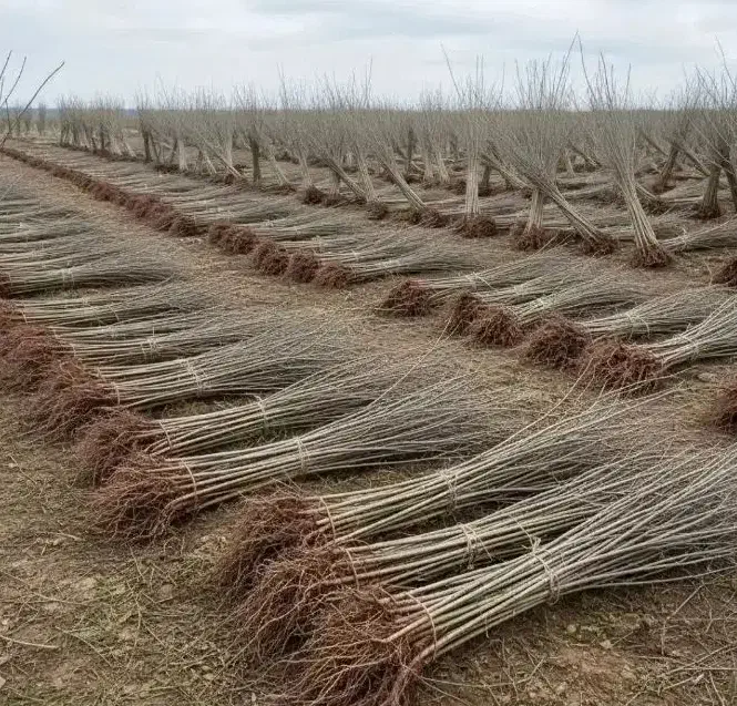 نهالستان سهند(فروش انواع نهال مثمر و غیر مثمر)|خدمات باغبانی و درختکاری|سمنان, |دیوار