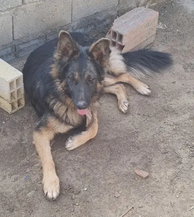 سگ ژرمن شپرد مشکی و قهوه ای|سگ|میاندوآب, |دیوار