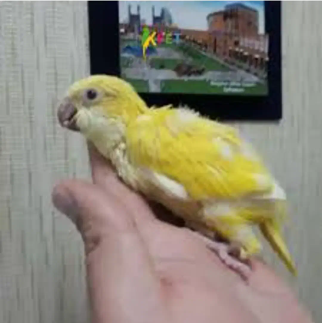 طوطی راهب زرد سفید آبی و پسته ای|پرنده|اهواز, شهرک شهید عباس پور|دیوار