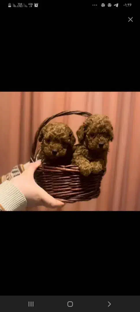 فرفری اصیل تضمینی رد|سگ|رشت, لاکانی|دیوار