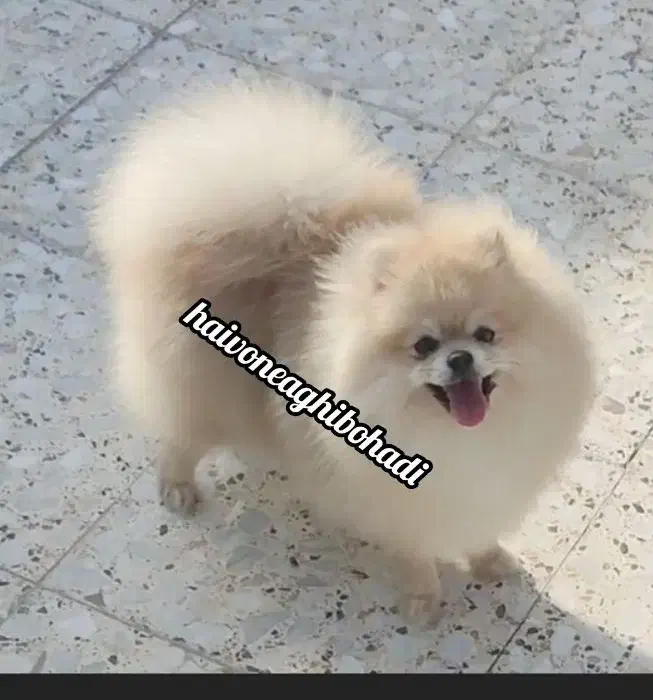 سک یامر|سگ|بندرعباس, |دیوار