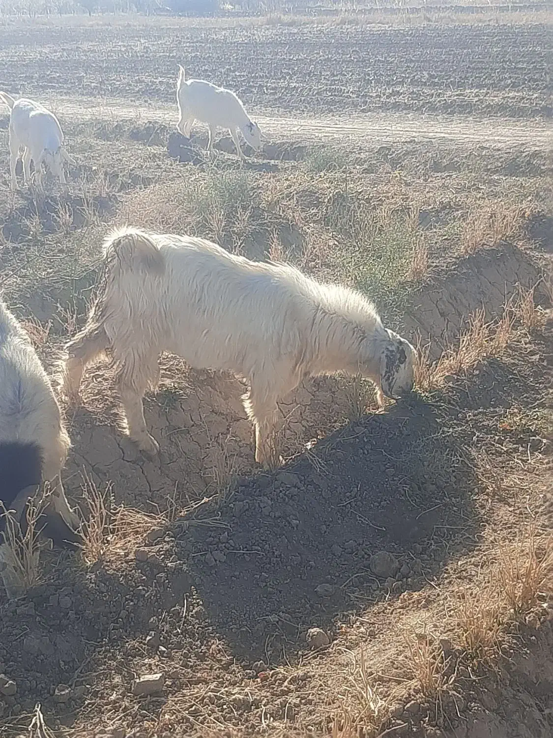 ۴ عدد بزینه|حیوانات مزرعه|بسطام, |دیوار