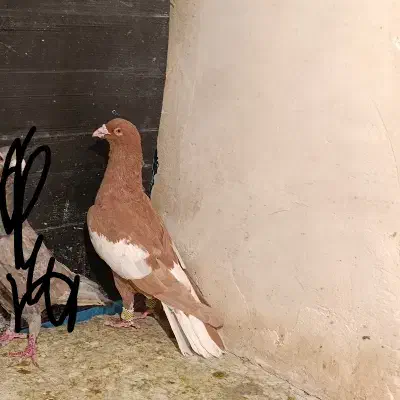 سرک دم سفید|پرنده|شیراز, حومه شیراز|دیوار