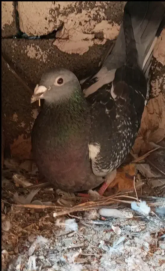 کفتر المانی|حیوانات|گنبد کاووس, |دیوار