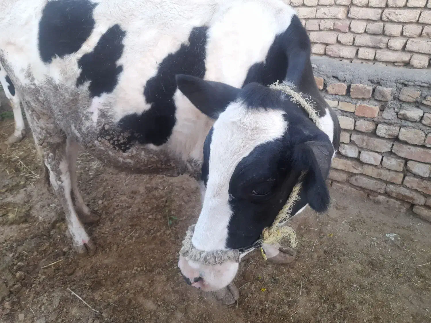 گاو و گوساله|حیوانات مزرعه|زنده رود, |دیوار