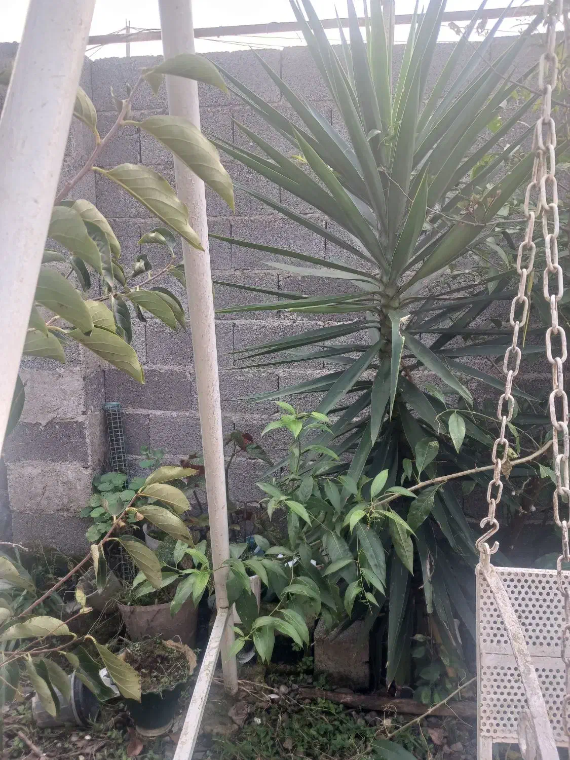 گل یوکا|گل و گیاه طبیعی|خمام, |دیوار