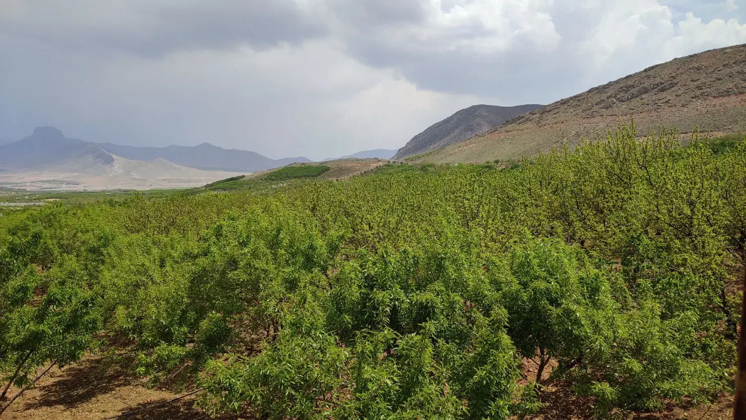 انواع طرح عمان خام،مثمر|فروش دفتر صنعتی، کشاورزی، تجاری|سامان, |دیوار