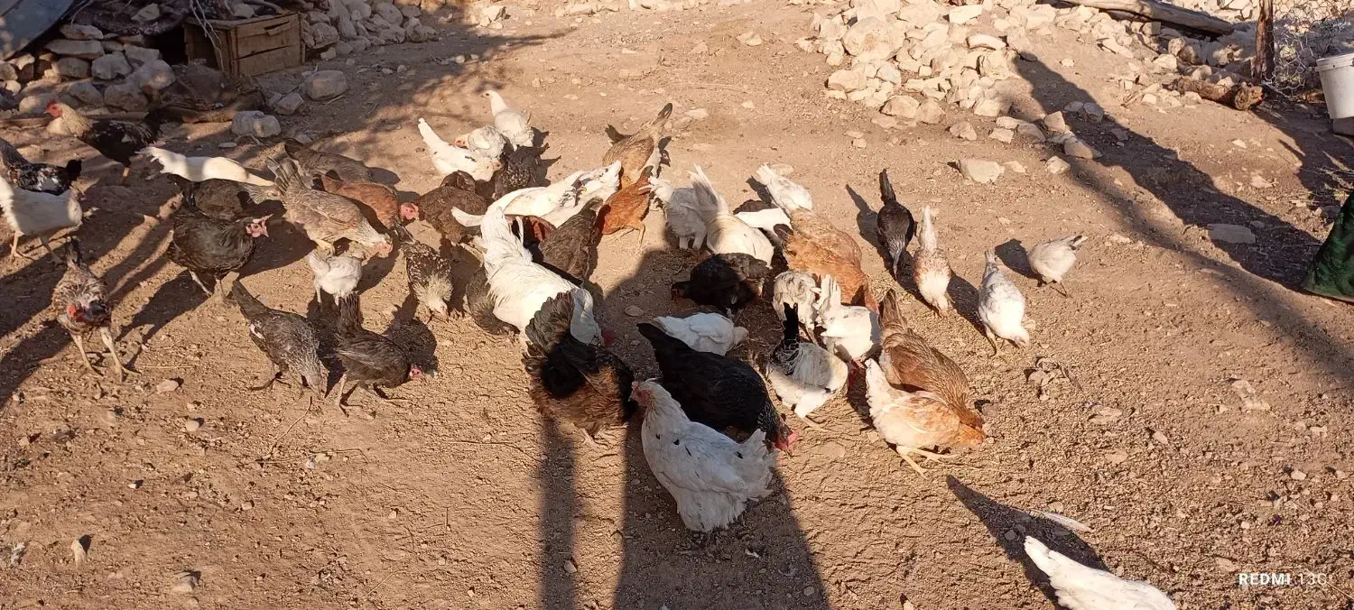تعدادی مرغ و خروس محلی|حیوانات مزرعه|کوهدشت, |دیوار