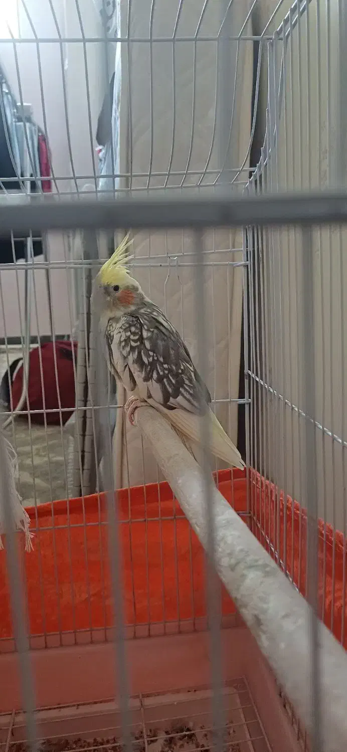 عروس هلندی|پرنده|هشتگرد, هشتگرد قدیم|دیوار