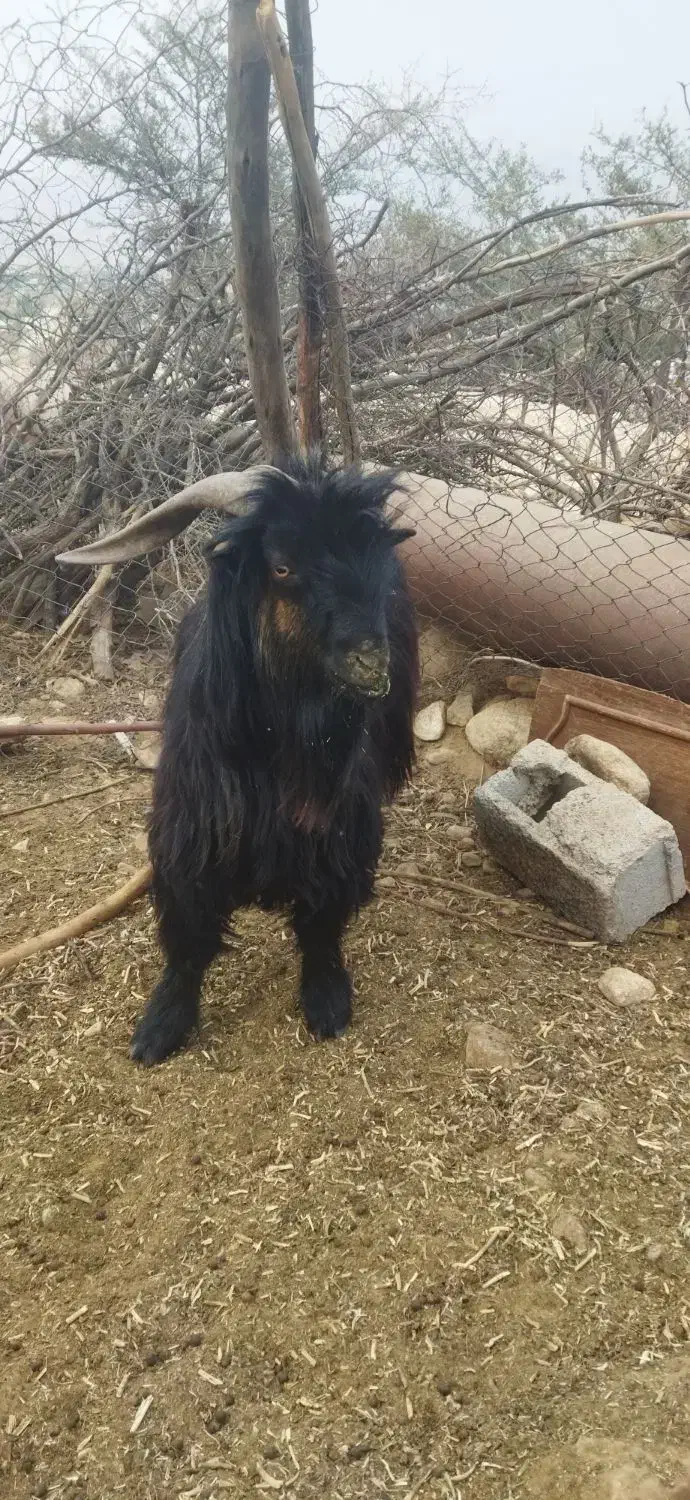 پازن بختیاری جوان23000000|حیوانات مزرعه|دوگنبدان, |دیوار