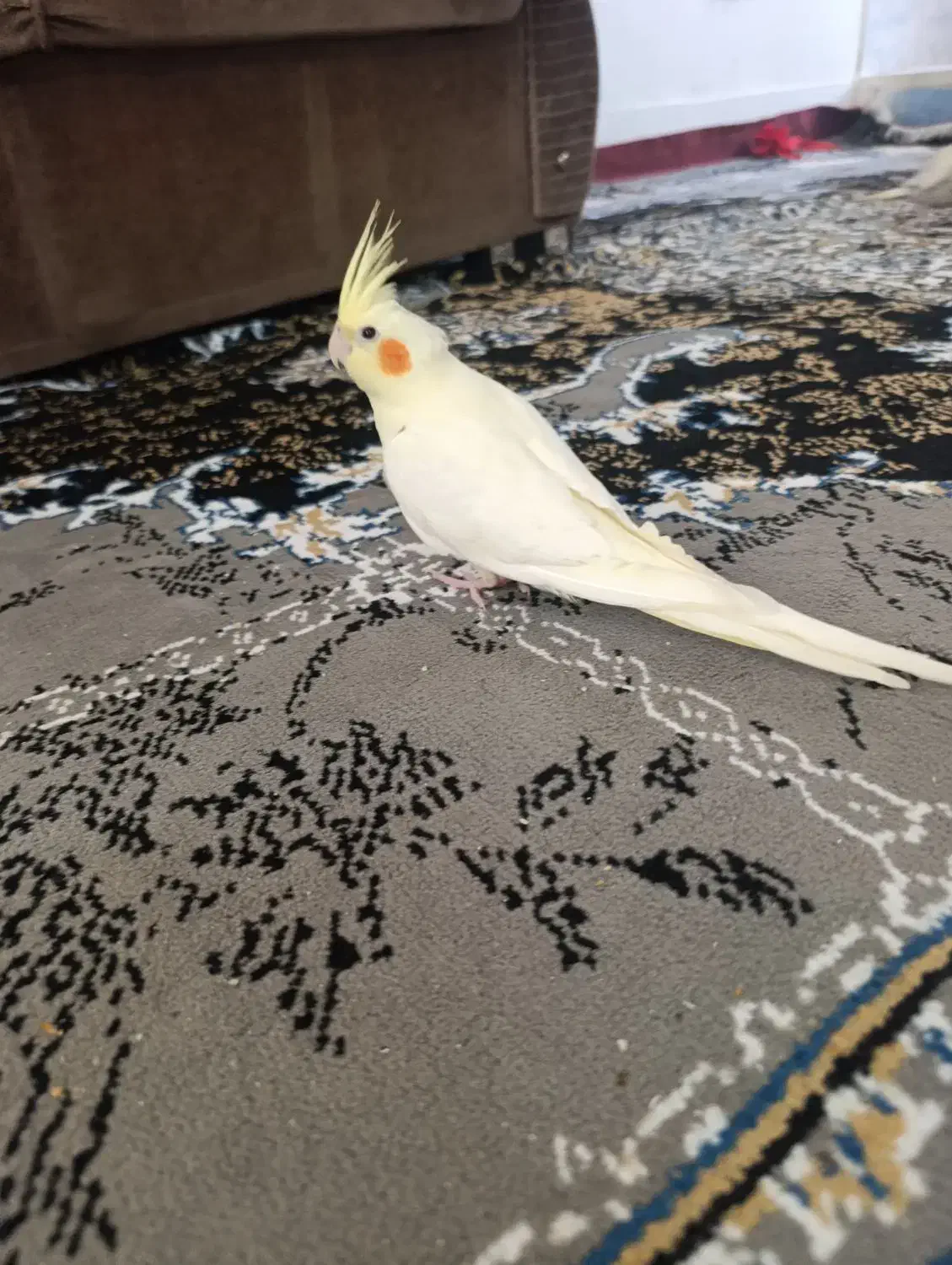 عروس هلندی ۴ عدد|پرنده|اقبالیه, |دیوار