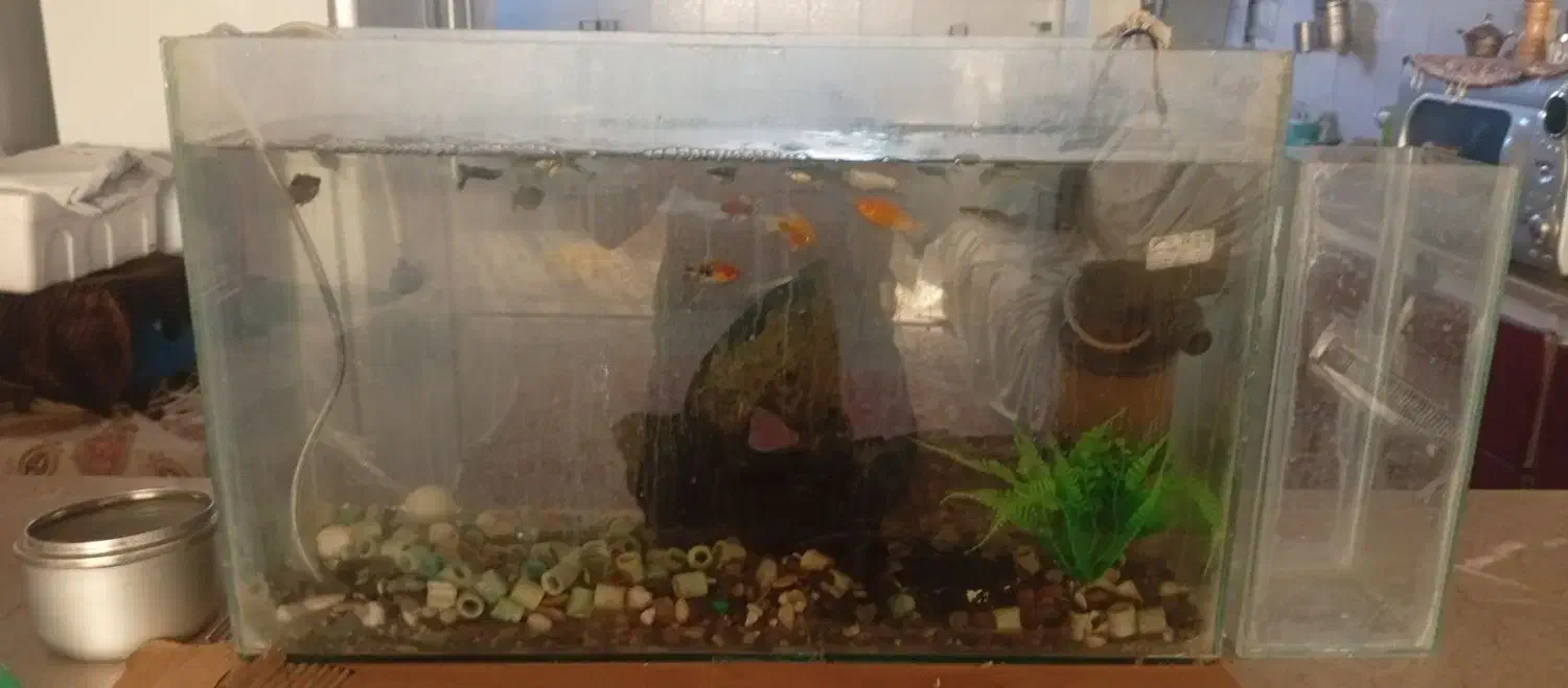 اکواریوم|ماهی|بیرجند, |دیوار