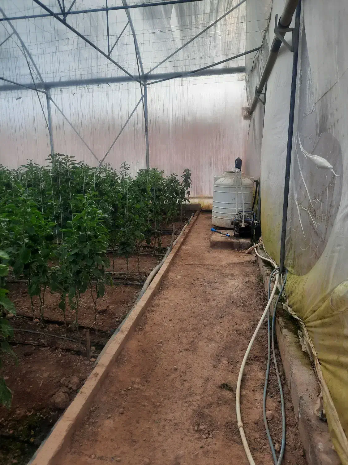 فروش گلخانه صنعتی|فروش دفتر صنعتی، کشاورزی، تجاری|عسگران, |دیوار