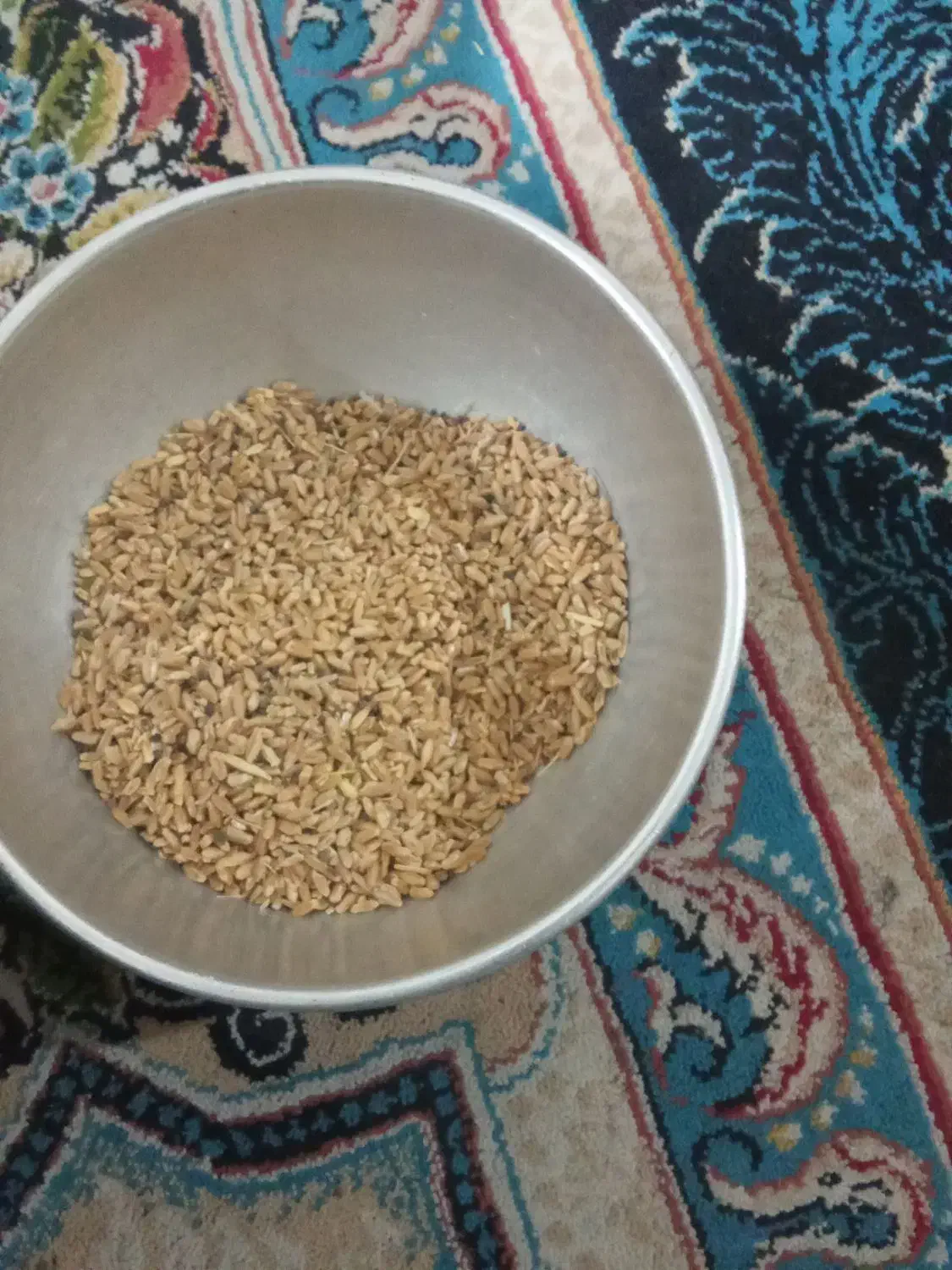 دانه گندم|عمده‌فروشی|کوهدشت, |دیوار